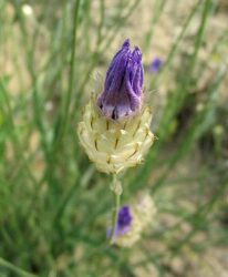 Catananche flower bud