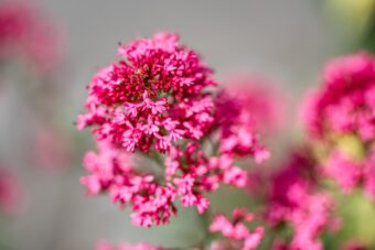 Centranthus are seen growing everywhere but you can grow them in containers
