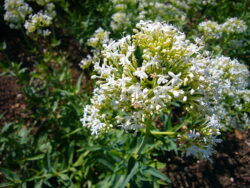 Centranthus ruber 'Albus'