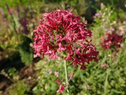 Centranthus ruber 'Coccineus'