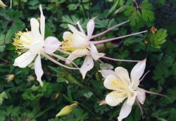 Aquilegia caerulea