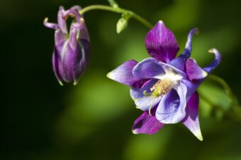 Aquilegia is such a beautiful plant so why not grow them on containers.