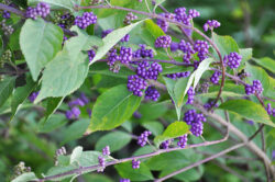 Callicarpa dichotoma