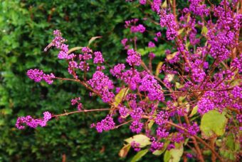 Callicarpa is such a beauty in the container garden.