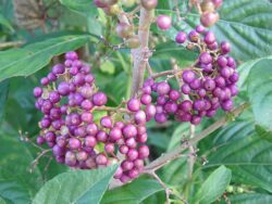 Callicarpa japonica