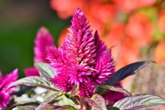 Celosias are attractive plants especially in containers