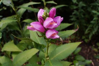 Chelone are attractive perennials that look good in containers.