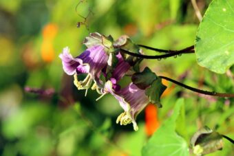 Growing Cobaea in Containers- Growing Cup and Saucer Plant or Canterbury Bells