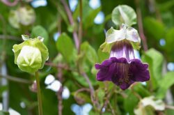 Cobaea scandens