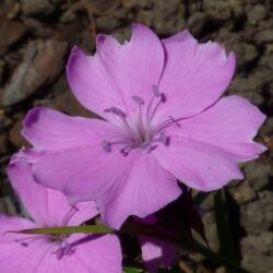 Dianthus carthusianorum