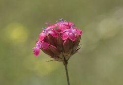 Dianthus cruentus