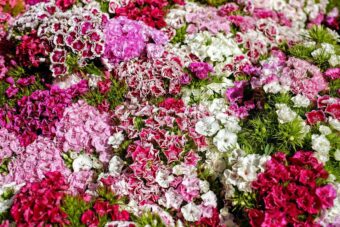 Dianthus are bold and beautiful plants, often scented and look great in containers.