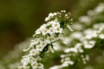 Sweet Alyssum (Lobularia) make a great addition to container gardens