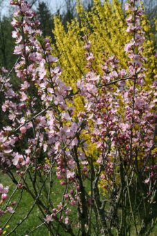 Abeliophyllum make a great alternative to Forsythia iand can be grown in containers.
