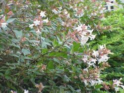 Abelia floribunda