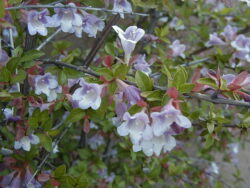 Abelia schumannii