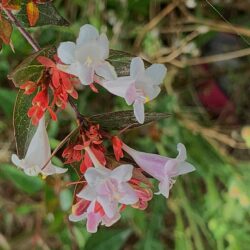 Abelia x grandiflora