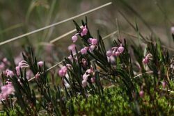 Growing Andromeda in Containers- Growing the Dwarf Shrub of Bog Rosemary