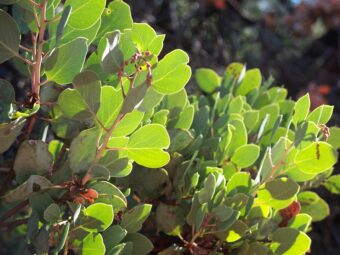 Arctostaphylos have attractive leaves and attractive flowers and look great growng in containers