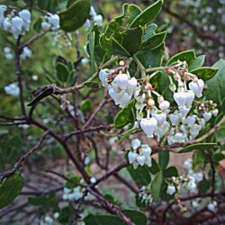 Arctostaphylos manzanita