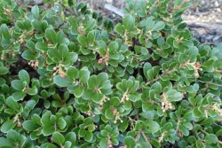 Arctostaphylos nevadensis