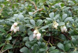 Arctostaphylos uva-ursi