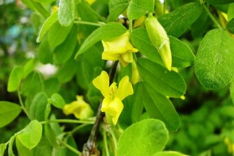 Growing Caragana in Containers- Growing the Siberian Pea shrub or Caragana