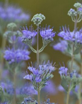 Caryopteris the blue Spiraea are beautiful flower that should be grown in shrubs