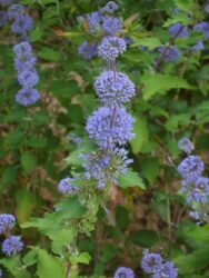 Caryopteris incana