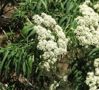 Cassinia are great looking shrubs especially when grown in containers.