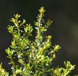 Cassinia leptophylla