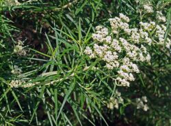 Cassinia longifolia