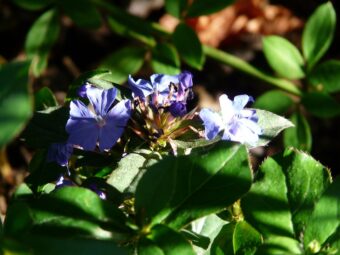 Ceratostigma have vivid blue flowers and look great in containers.