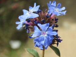 Ceratostigma griffithii