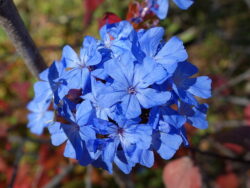 Ceratostigma willmottianum