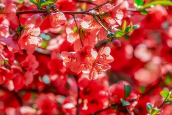 Chaenomeles make great shrubs in containers