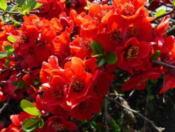 Chaenomeles japonica