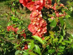 Chaenomeles speciosa