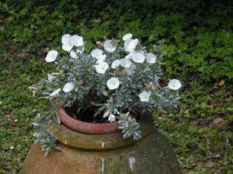 Convolvulus look great in container with its silvery leavess