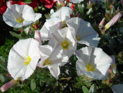 Convolvulus cneorum flowers