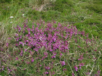 Growing Daboecia in Containers- Growing Irish Heather or St Dabeoc’s Heath
