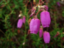 Daboecia flowers close up