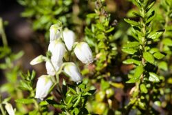 Daboecia cantabrica 'Alba'