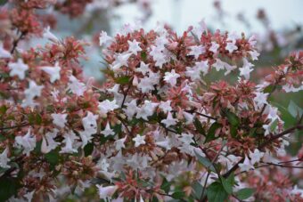 Image of Abelia schumannii growing in a container