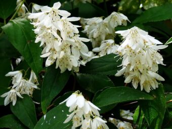 Deutzias are great growing in containers.