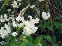 Deutzia scabra