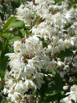 Deutzia x hybrida