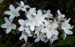 Deutzia x rosea 'Carminea'