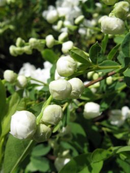 Growing Exochorda in Containers- Growing Pearl Bush