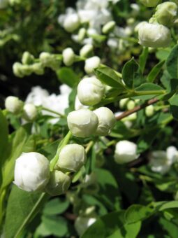 Exochorda racemosa